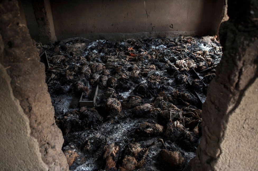 Dead chickens are seen in a room of a burned down house in the village.