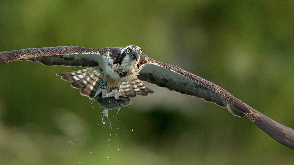Osprey photographers across Europe descend on trout farm - BBC News