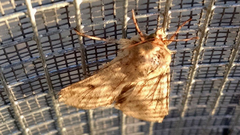 Corn earworm moth (Image: Josiah Maine)