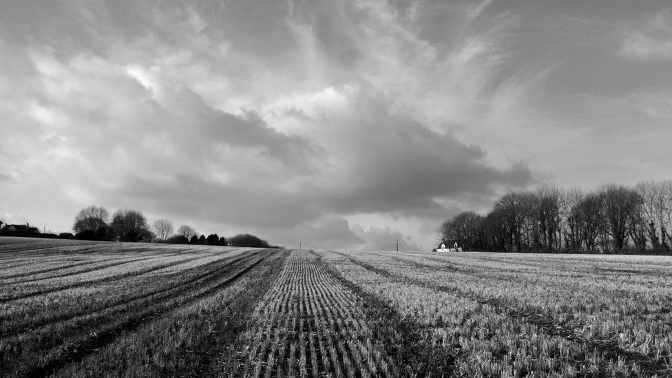 Field in sun, in black and white, near Llangwm, Pembrokeshire