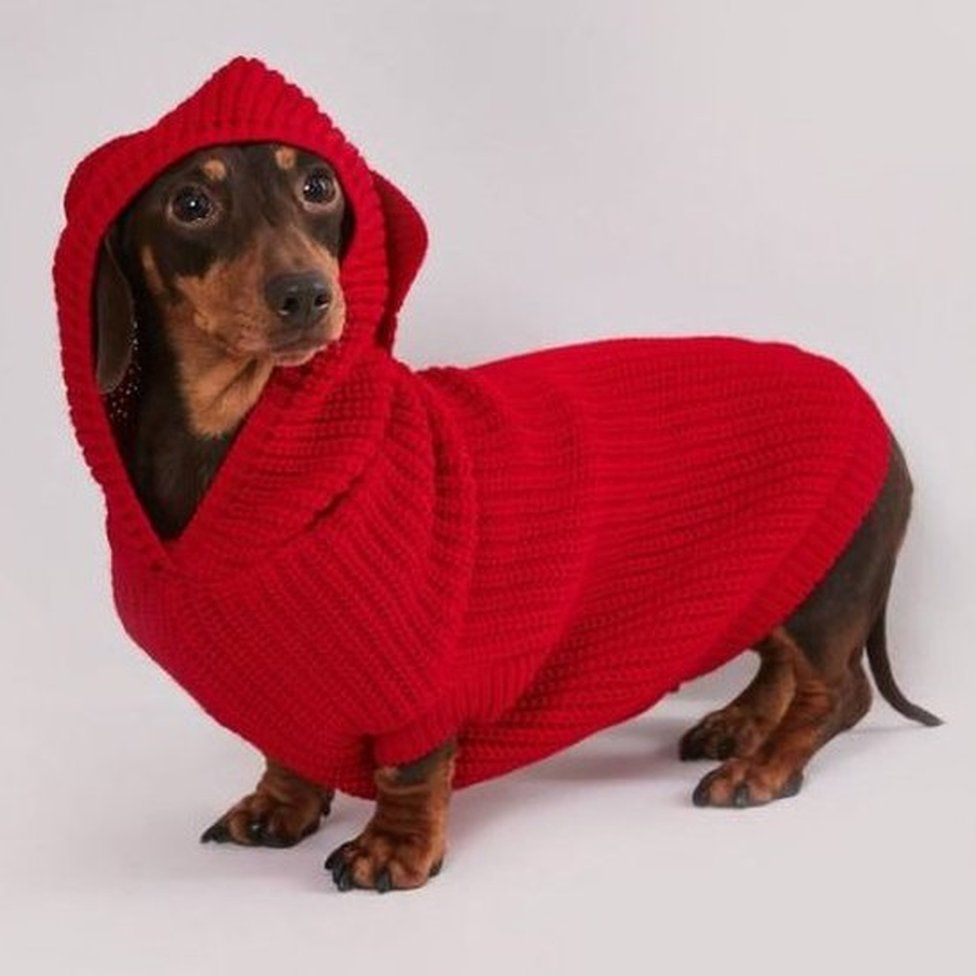 A dachshund in a jumper