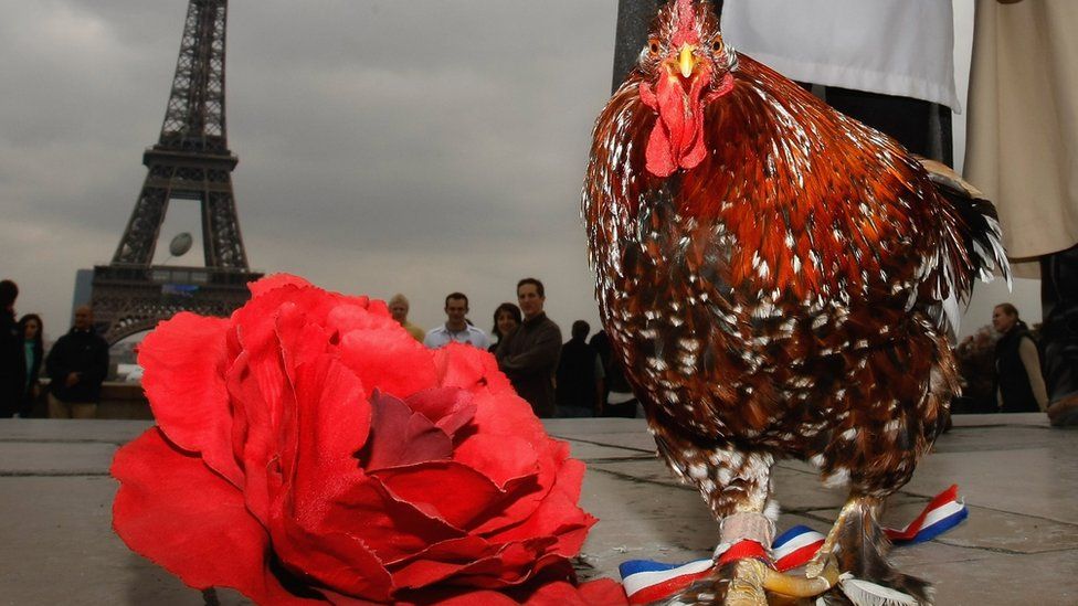 France Euro-16 championships: UEFA bans fan's cockerel from matches ...