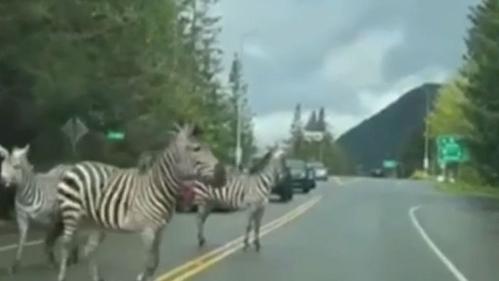 Zebras on the road in North Bend