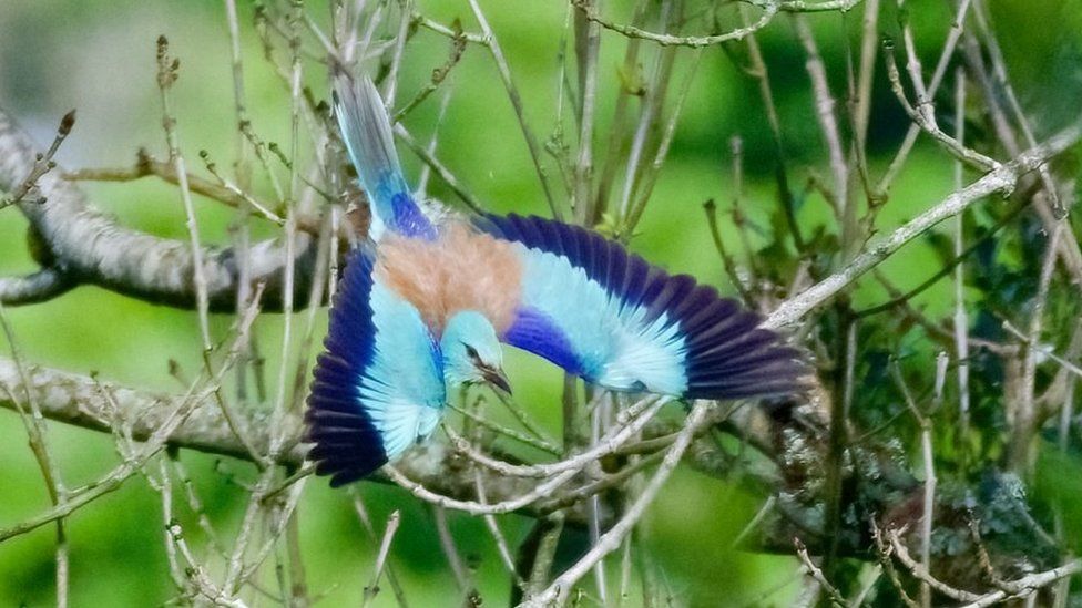 Rare sighting of European Roller in Cornwall - BBC News