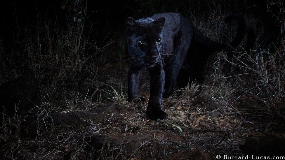 A black leopard captured in the wild