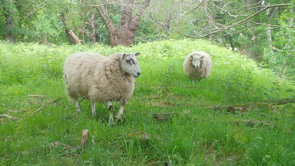 Sheep trial