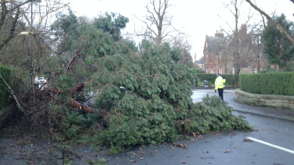 Tree blown onto road in Edinburgh