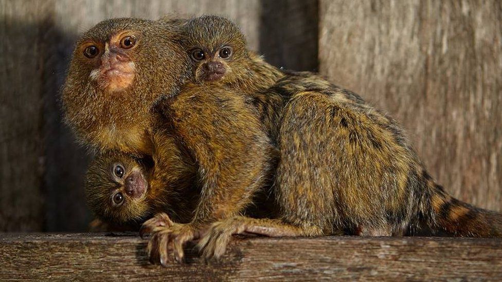 The rare pygmy marmoset species is native to South America