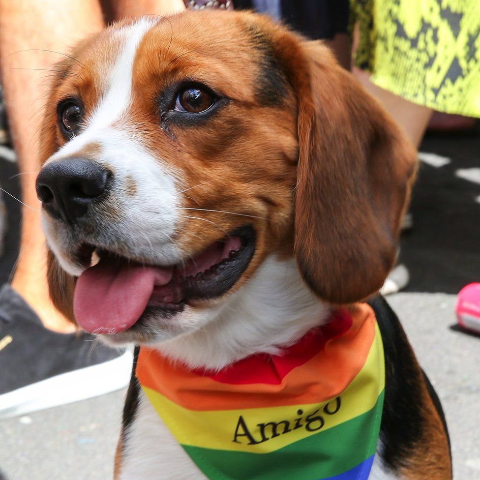 A small dog at Pride wearing a rainbow coloured scarf