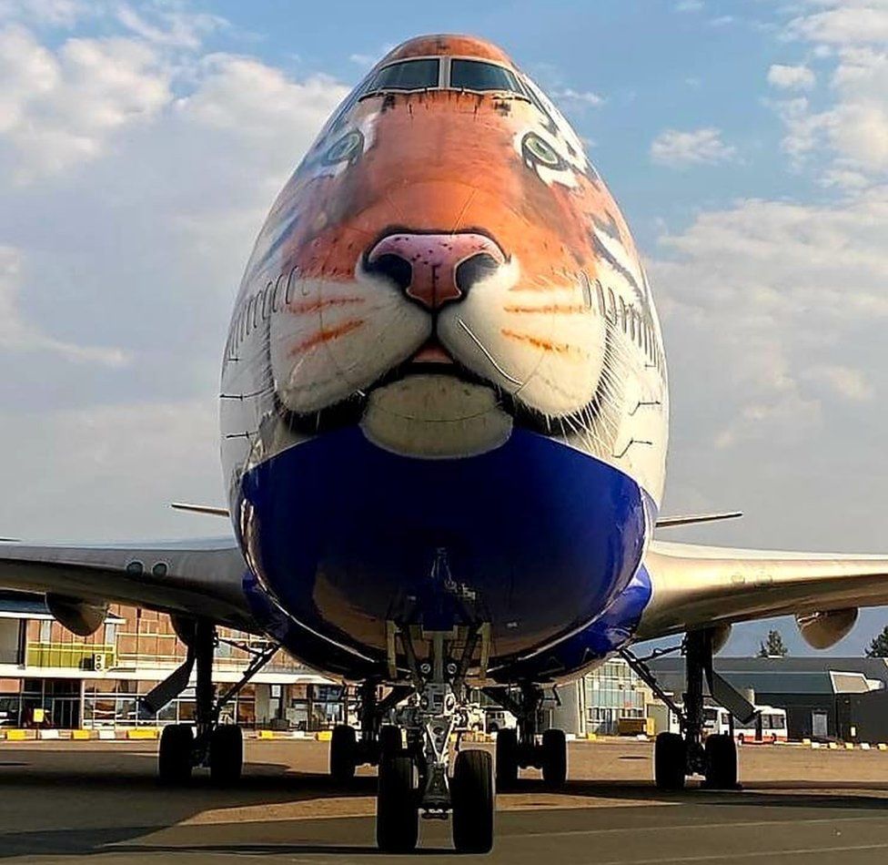 The cheetahs are making the transcontinental journey in a modified passenger Boeing 747 plane