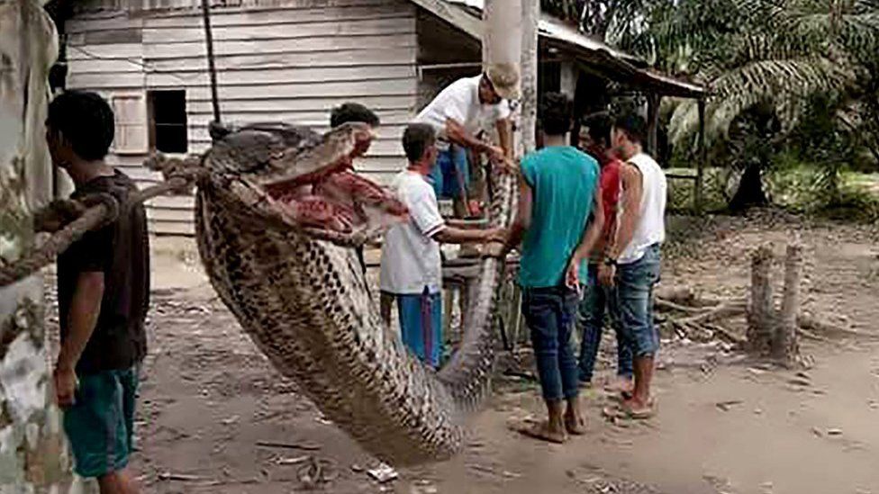 This handout picture taken on 30 September 2017 and released on October 4, 2017 by the Batang Gansal Police shows villagers beside a 7.8 metre (25.6 foot) long python which was killed after it attacked an Indonesian man, nearly severing his arm, in the remote Batang Gansal subdistrict of Sumatra island.