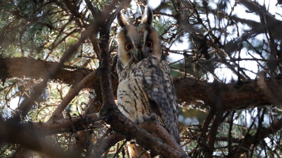 'Phallic' owl statue mocked in Serbian town of Kikinda - BBC News