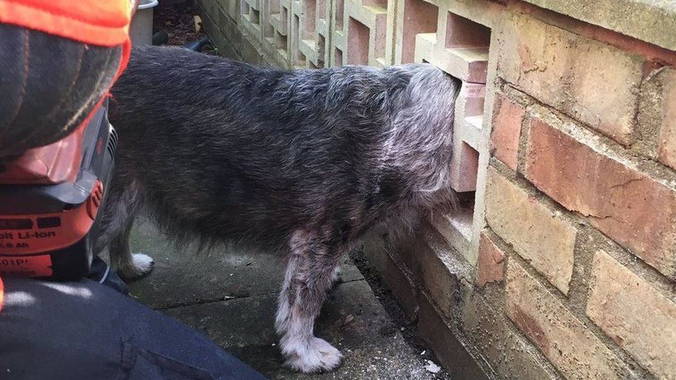 Dog stuck in wall