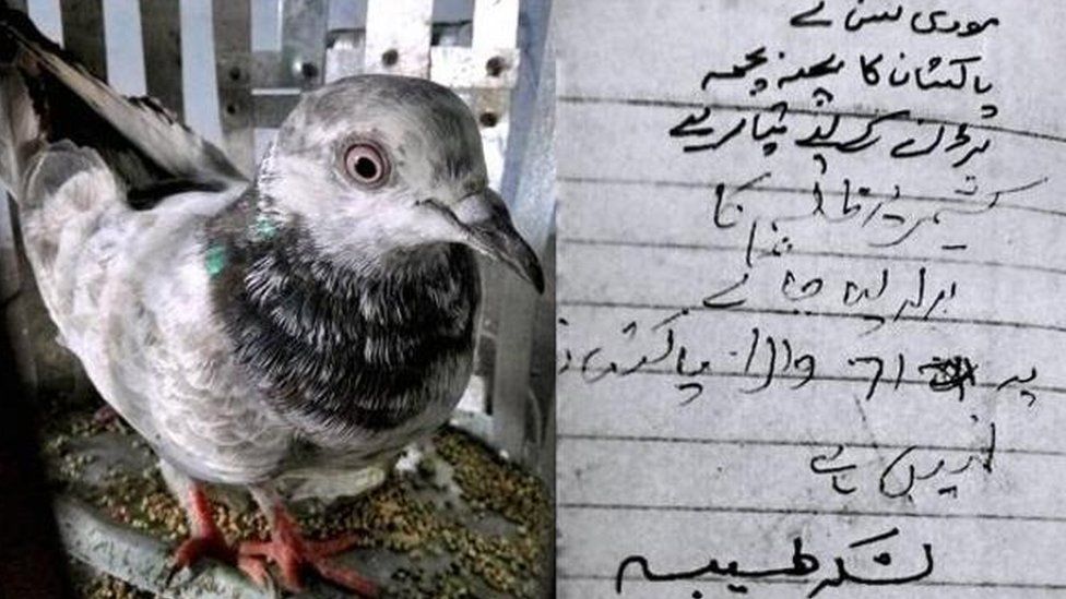 The arrested pigeon along with the threatening note