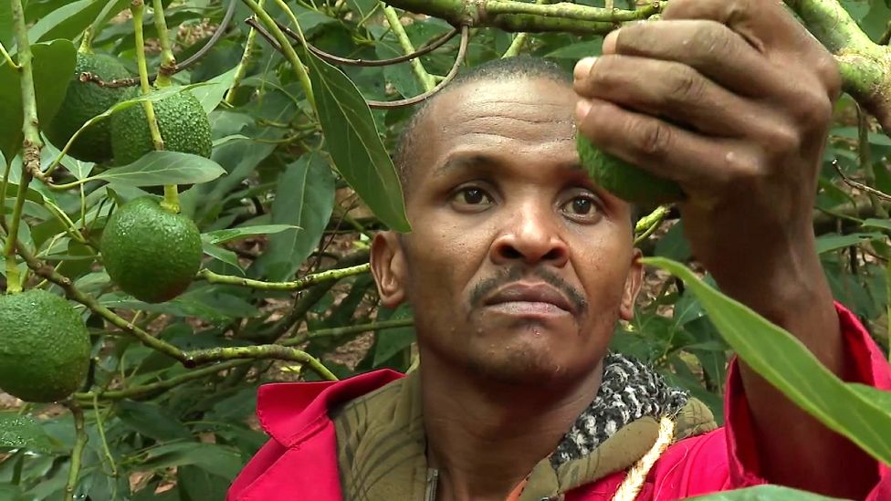 Сборщик авокадо в Кении