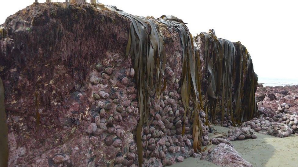 Lifted seabed covered in seaweed and abalone
