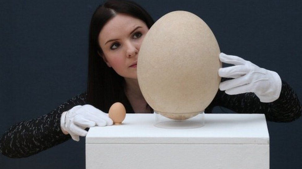 Fossilised elephant bird egg next to a chicken's egg