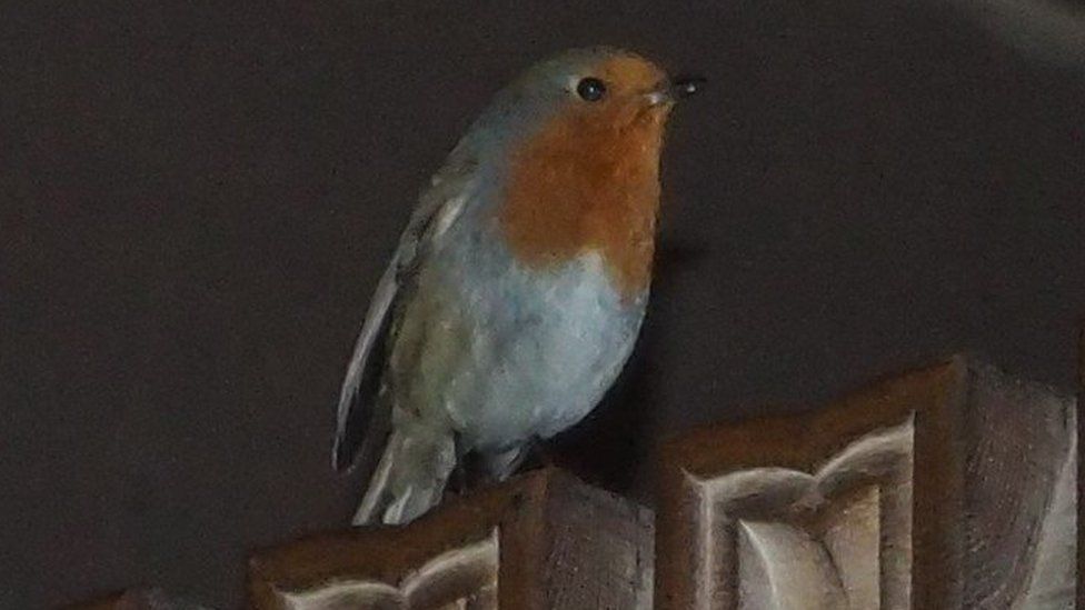 Robin in Liverpool Cathedral