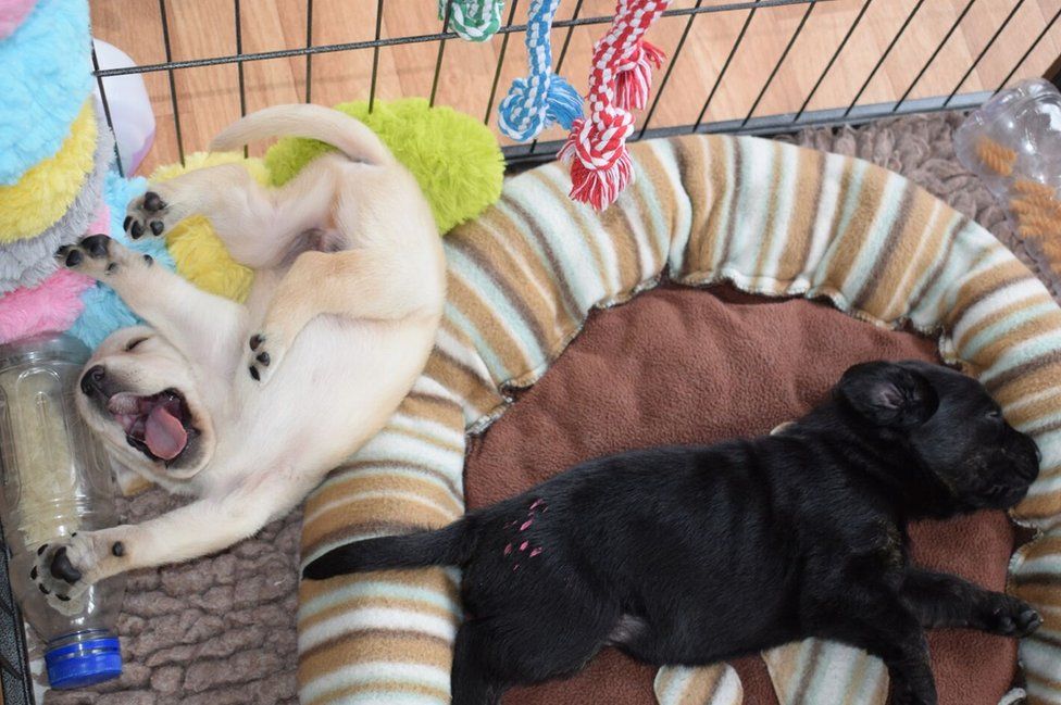 A yellow puppy yawns expansively while a black one sleeps