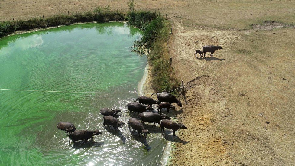 Aerial photograph showing a group of water buffalo walking from a water pool onto parched earth at Beckum, Germany