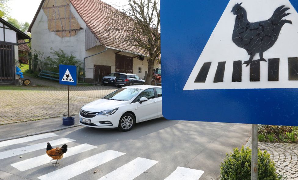 A chicken walks on a zebra crossing