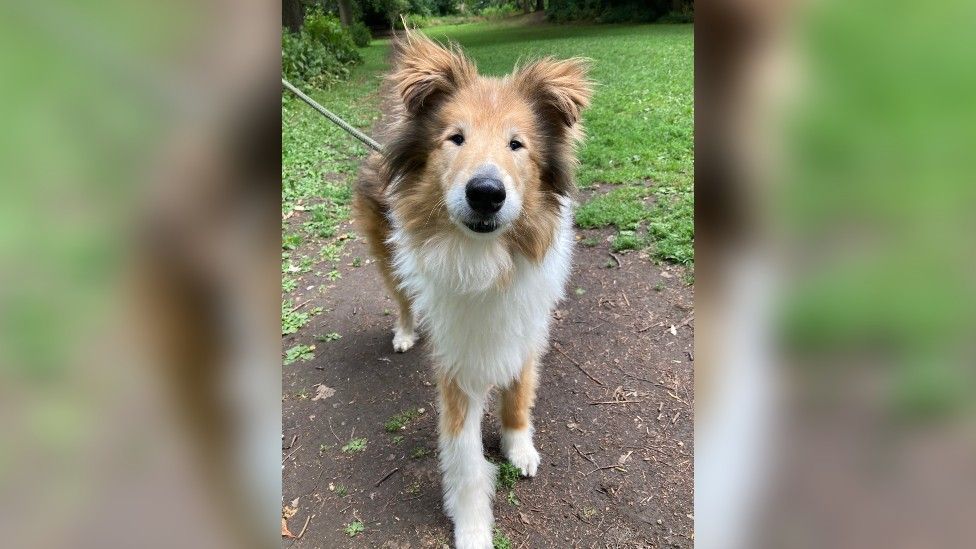 Seb the Collie nursed back to health