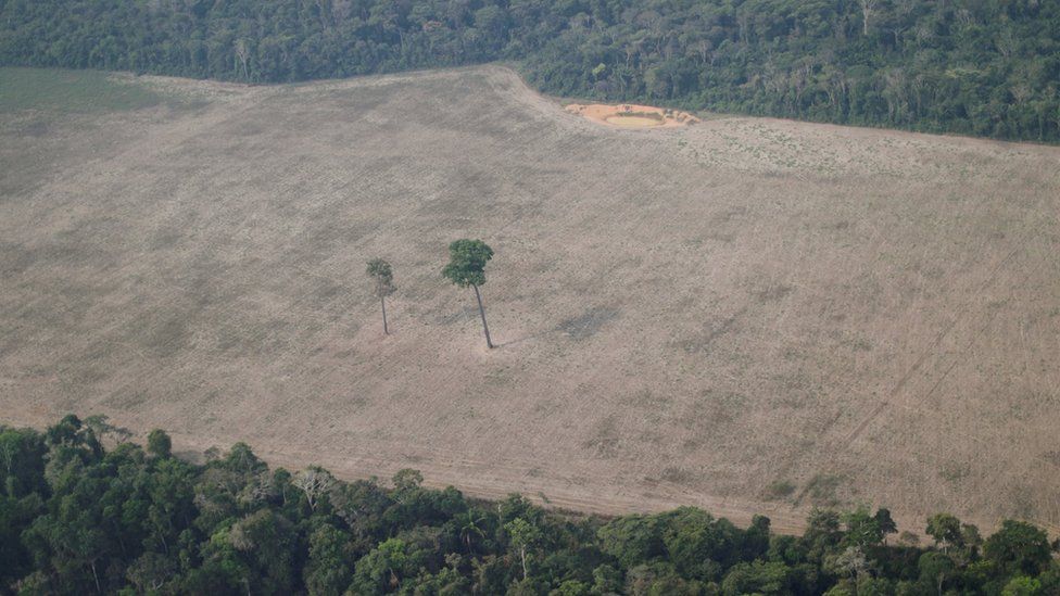 An aerial view shows a tree at the centre of a deforested plot of the Amazon near Porto Velho in Brazil on 14 August 2020