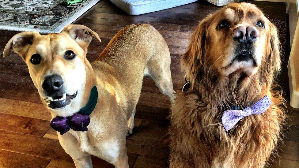 A golden retriever looks wistfully beyond the camera while a the shepherd/pit bull/labrador mixed breed pooch looks at the camera. Both wear purple bow ties and look majestic.