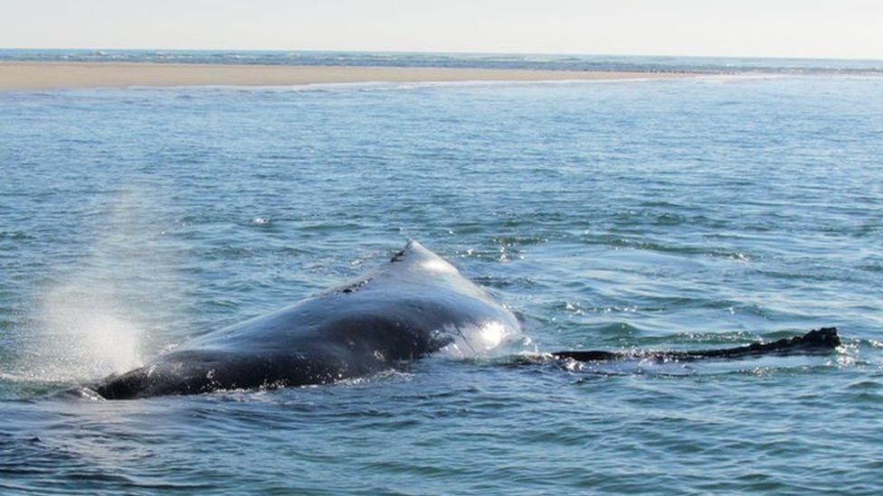 The stranded whale, in shallow water near the shore. 6 October 2016.