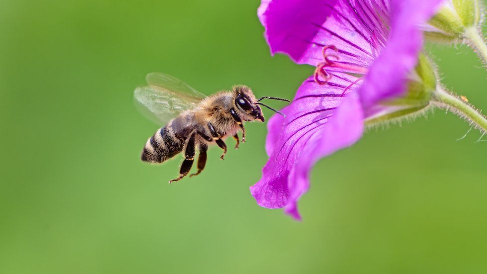 A honey bee flies towards a purple geranium flower blossom