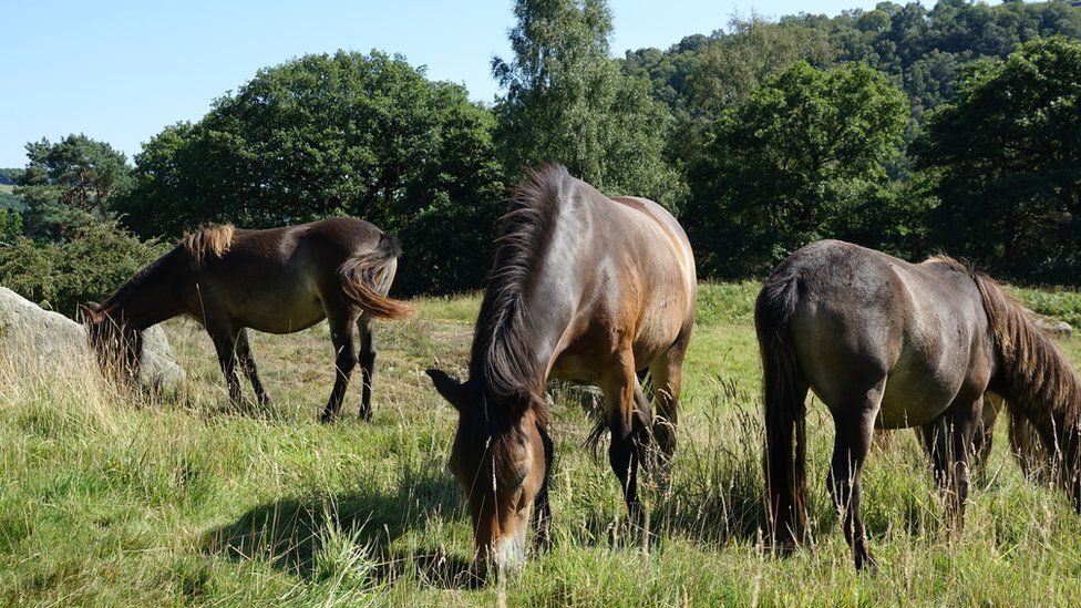 Ponies used to graze land at West Yorkshire conservation site - BBC News