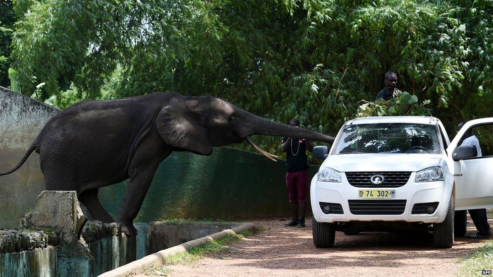Zoo employees feed an elephant as visitors look on in Abidjan on July 24, 2015