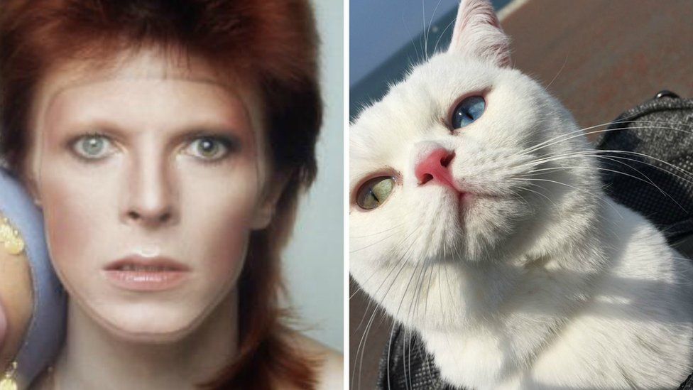 David Bowie and Starina composite picture