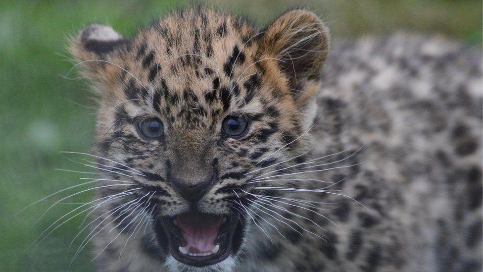 One of two male cubs born in Yorkshire Wildlife Park