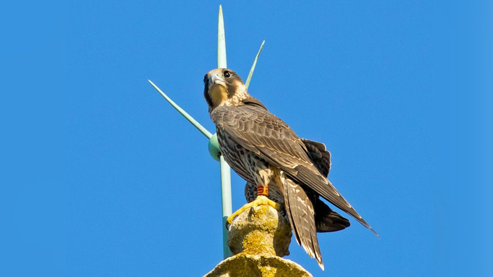 Peregrine chick 2020, Norwich Cathedral