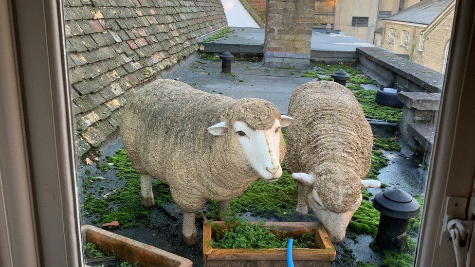 Sheep on Cambridge rooftop cause widespread baa-musement - BBC News