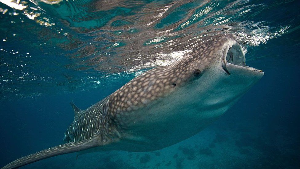 Female whale sharks officially named biggest fish in the sea - BBC