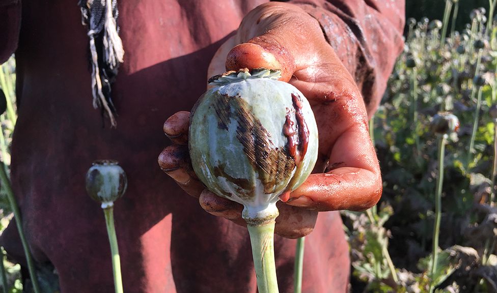 heroin opium poppies