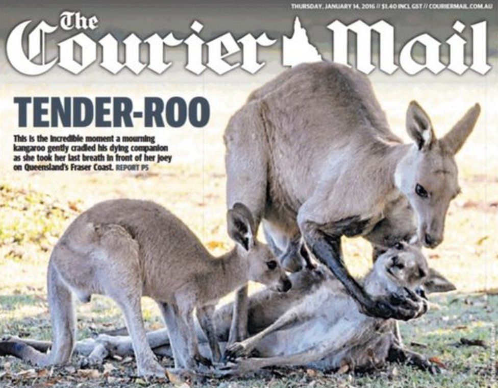 Front page of the courier mail showing kangaroos