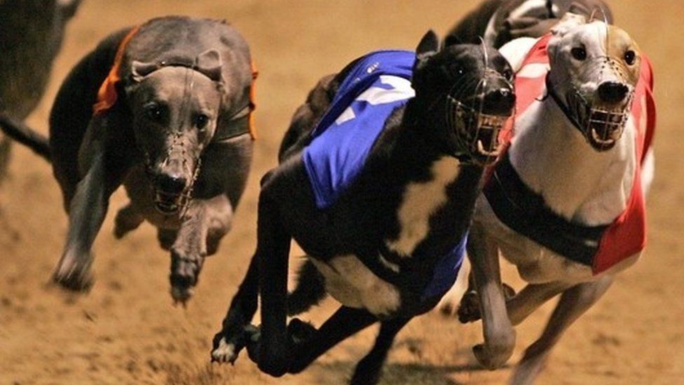 Собака на банкете футболистов. Собачьи бега «Owlerton Greyhound Stadium», в Шеффилде.