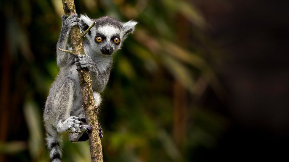A ring-tailed lemur clinging onto a tree branch