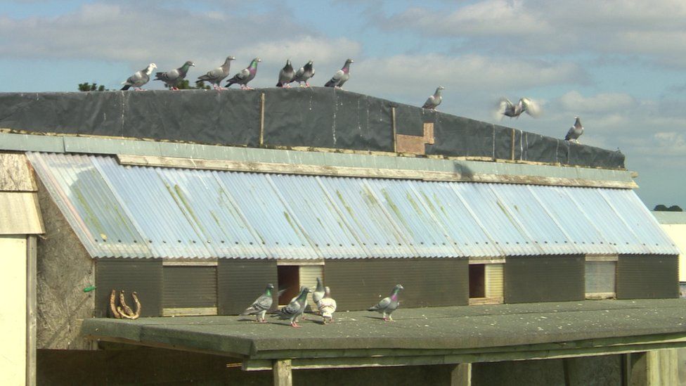 Apple scholarship for Teenage pigeon fancier's app - BBC News