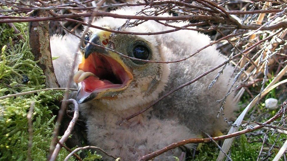 Hen harrier chick