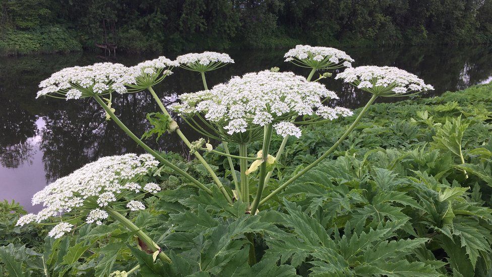 giant hogweed