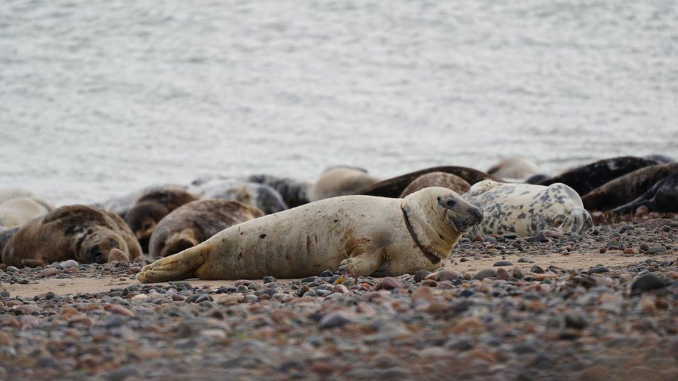 Seal with a rope around its neck