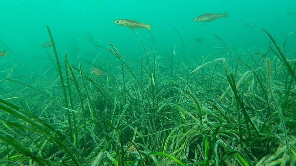 Undated handout photo of Pollack in a seagrass nursey