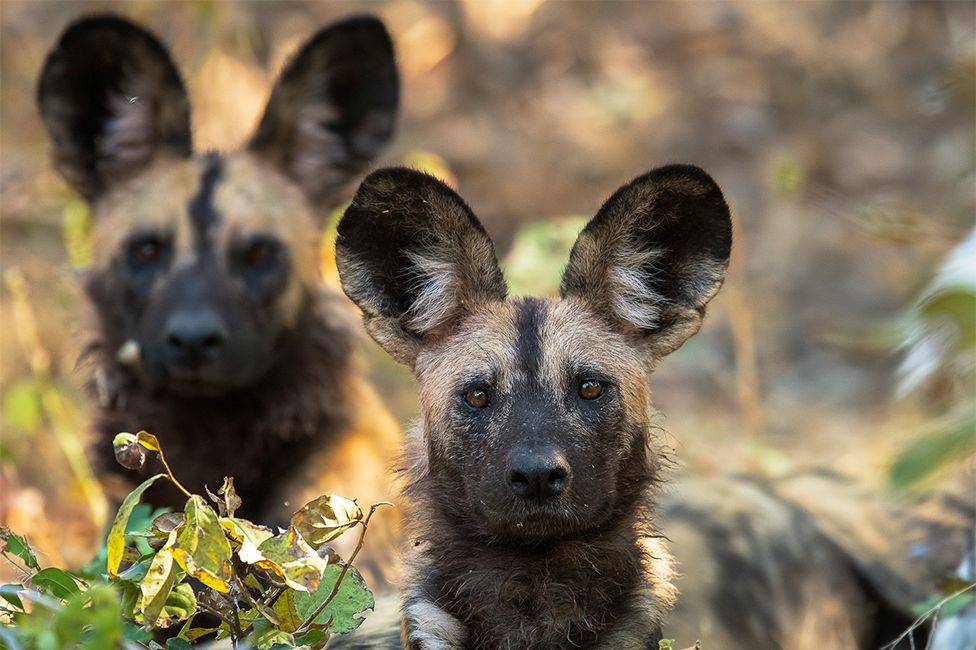 African wild dogs