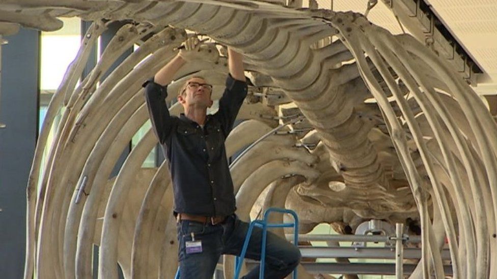 Whale skeleton being re-hung