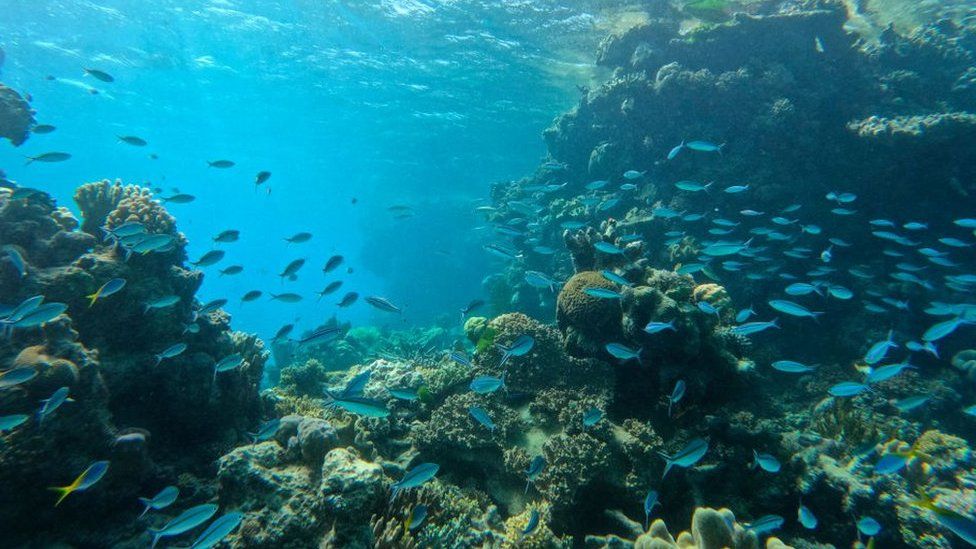 Amazing underwater sculptures appear on Great Barrier Reef - BBC