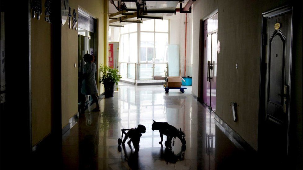 A dimly lit vet hallway with the shadowed silhouettes of two dogs in wheelchairs visible